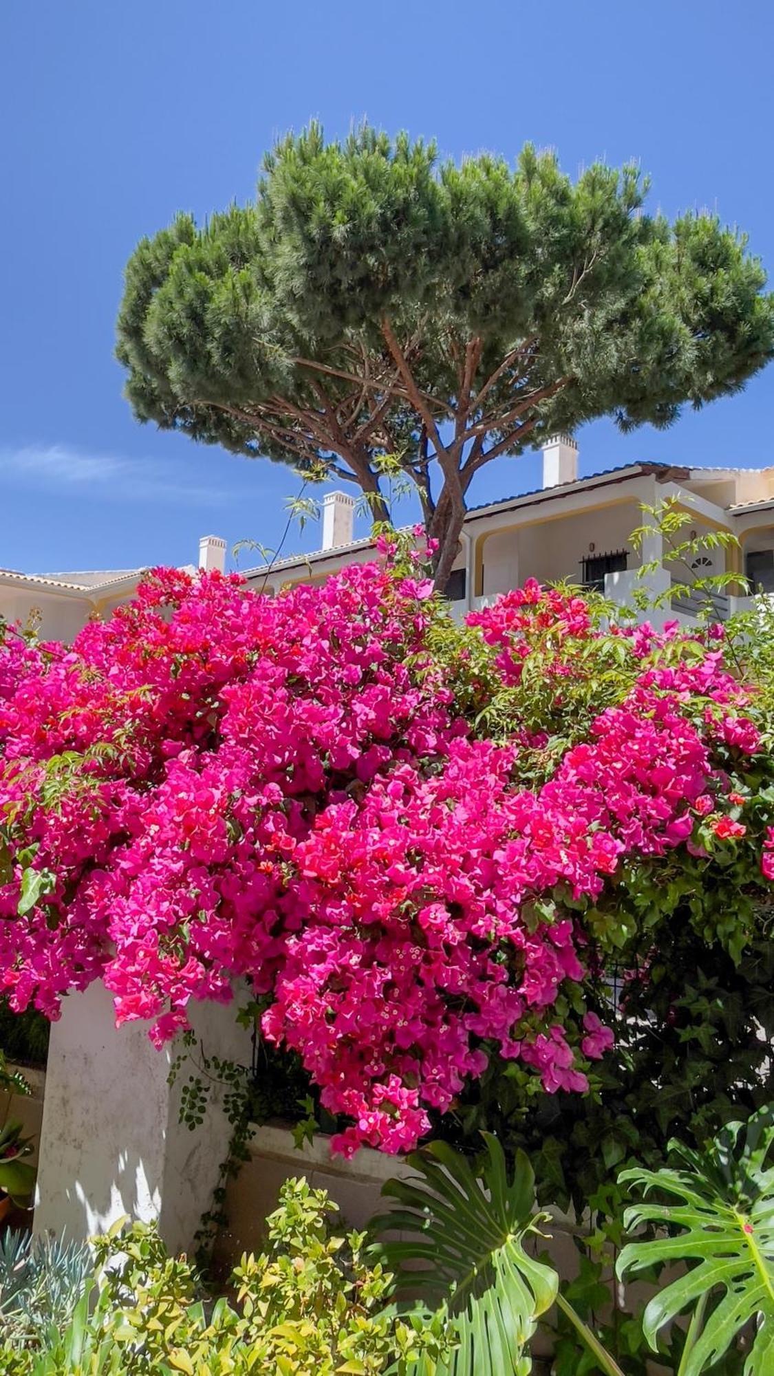 Verde Pino فيلامورا المظهر الخارجي الصورة